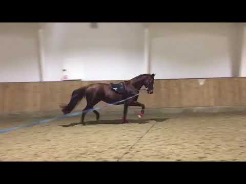 Franziskus /Londonderry/Wolkentanz mare