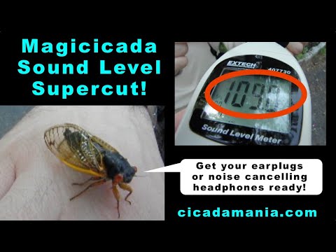 Magicicada Cicada Sound Level Supercut - 109+ db