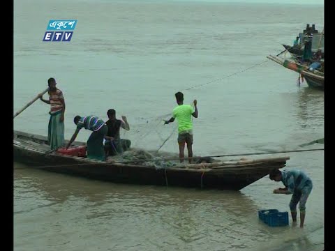 ভরা মৌসুমেও চাঁদপুরে পদ্মা-মেঘনায় মিলছে না পর্যাপ্ত ইলিশ