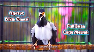 Download lagu Si Paling Berisik! Masteran dan Pancingan Jalak Suren Gacor Full Isian Mewah Nembak Lajut Ngeroll mp3 Download lagu Si Paling Berisik! Masteran dan Pancingan Jalak Suren Gacor Full Isian Mewah Nembak Lajut Ngeroll mp3