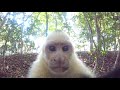 Capuchin Monkey Tries To Steal My GoPro