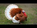 TURKEY GOBBLE 🦃 Funny Turkeys Gobbling Videos - GOBBLE GOBBLE 😂