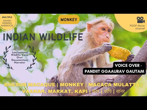 Pandit Gaurav Gautam Hindi Voice...