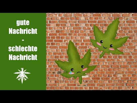 Legalizer rennen gegen die Wand - und nehmen wieder Anlauf | DHV News #65