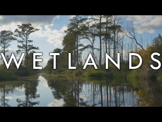 Video Pronunciation of wetlands in English