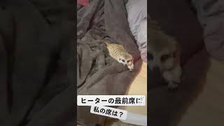 特等席は、あげるよ！미어캣(meerkat)#shorts
