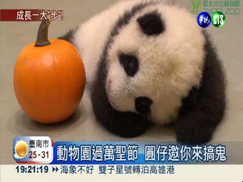 圓仔開竅會爬了 圓滾滾超可愛