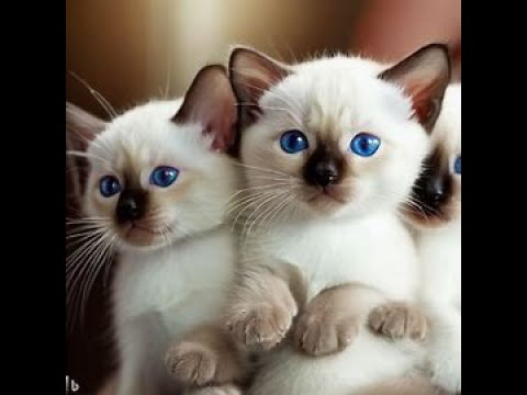Breeding Siamese Kittens