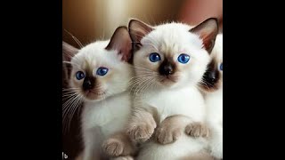 Breeding Siamese Kittens
