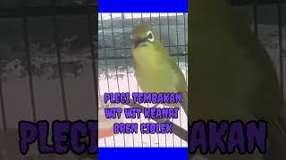 Download lagu PLECI TEMBAKAN WIT WIT KENARI SAMBUNG BREN CIBLEK.... mp3