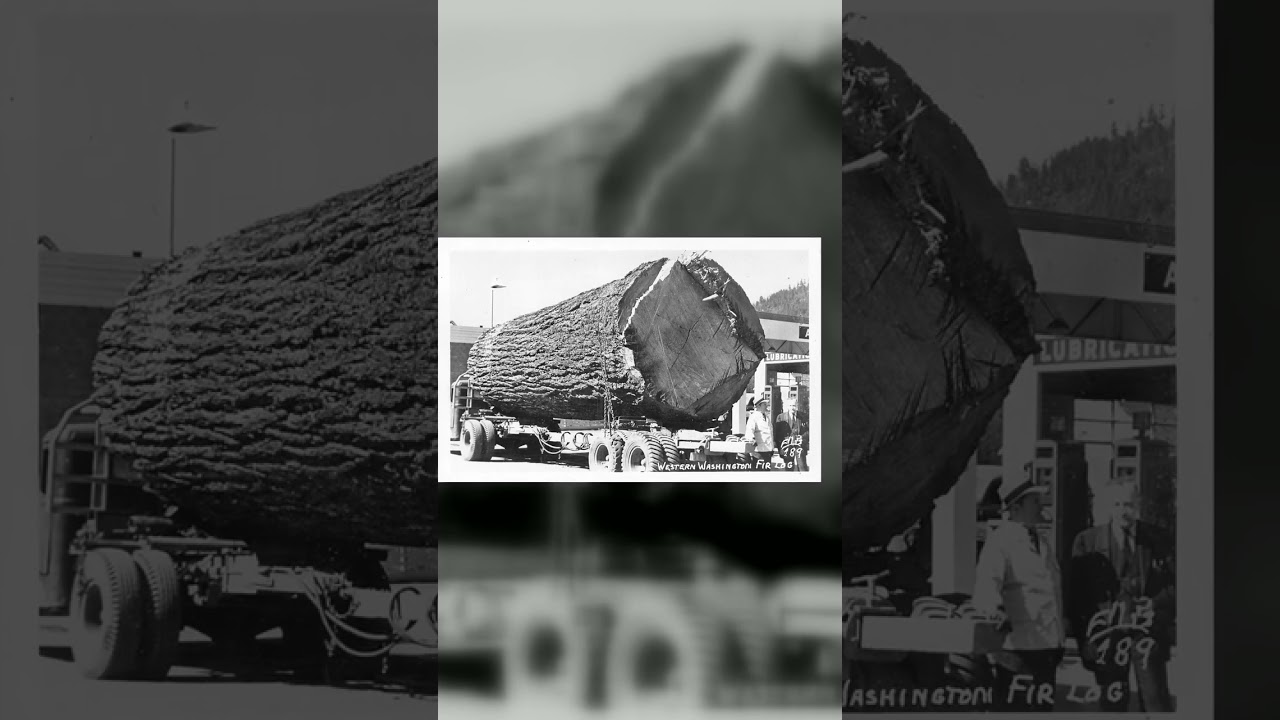 Western Washington Fir Log, RPPC, Washington, 1940s Video