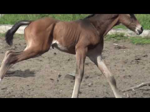 Hengstfohlen von Fusionist geb. am 30. Mai 2020