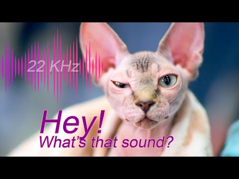 🙀🎶🙀Only Cats Can Hear This!