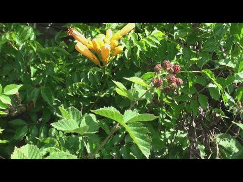 アメリカのトランペットの花 植物