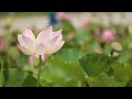 New Nature Whatsapp Status Forest Bgm Instagram Reel Shorts Fullscreen Rain Whatsappstatus