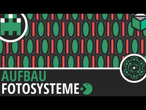 Fotosysteme-Aufbau-Botanik-Lichtreaktion-Lernvideo