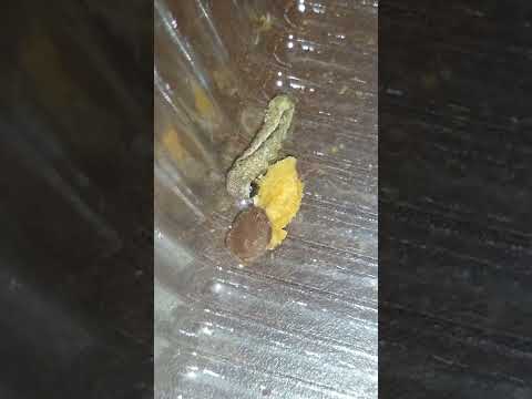 Cookie crumb loving caterpillar ????