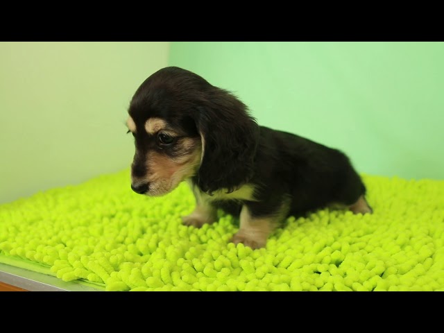 ブリーダー/ショップマロニエケンネル　MARRONNIER KENNELのダックスフンド・ミニチュア・ロングで番号が2867です