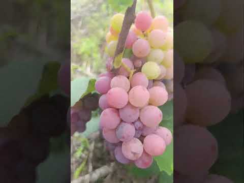 Produção de uvas no município de Nova Tebas .