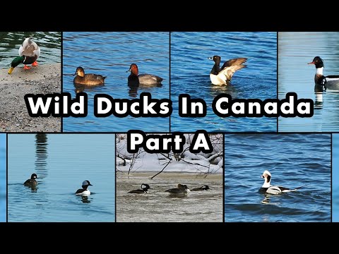 Types of Wild Ducks Found In Canada - Part A