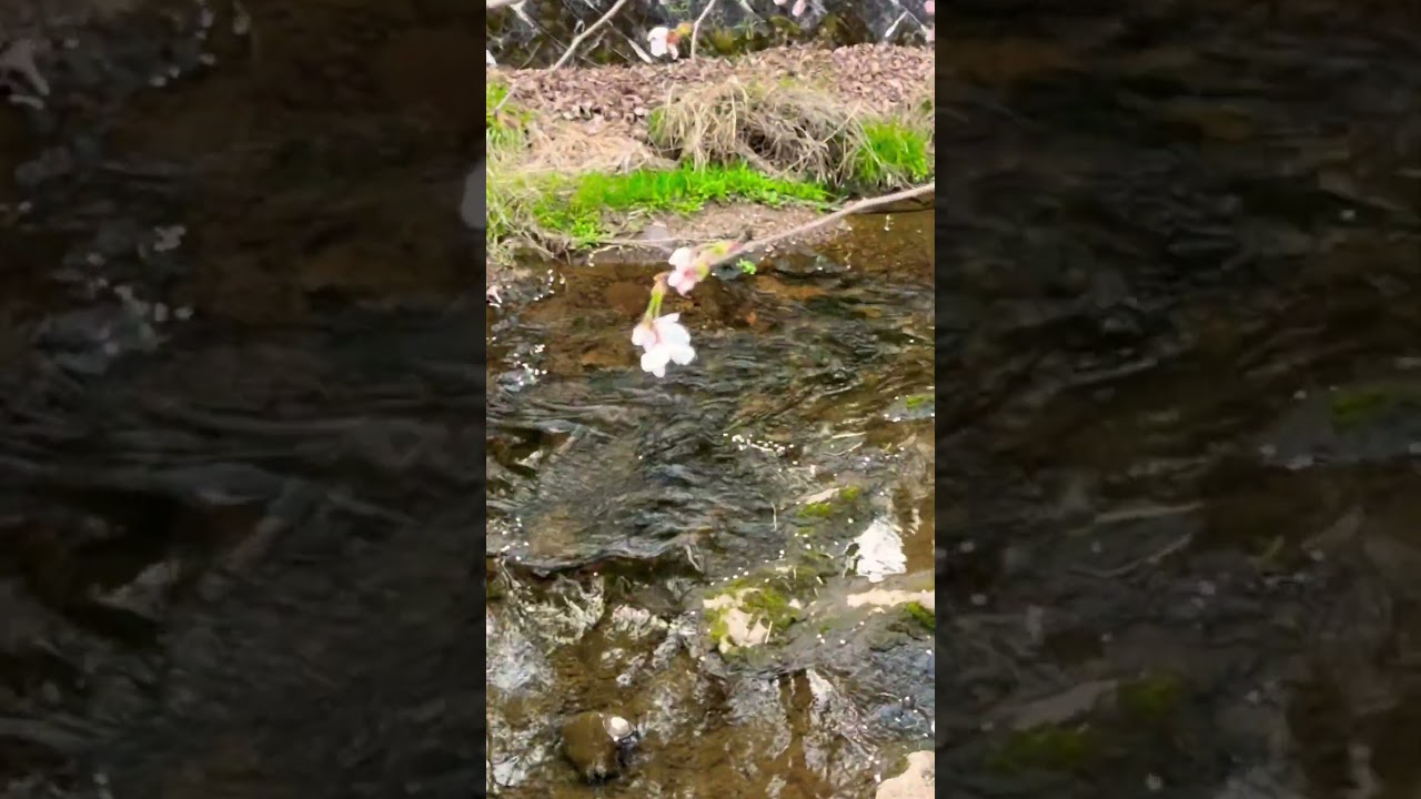 Sakura 🇯🇵 #shorts