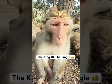 He didn't expect the crown to be so heavy 🐒👑