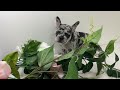 French Bulldog dogs for sale: Ember - Video 1