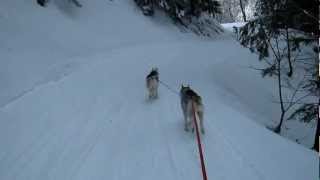 preview picture of video 'Ski-chiens (9), avec Saskia et Jiro, à Caux'