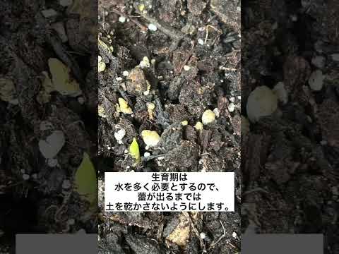 ディプラデニアにいつ水をやるのですか？文化、アドバイス、手法  庭園