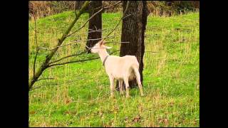 Stworzona je koza - Piosenka ludowa lubelska (Polish folk song)