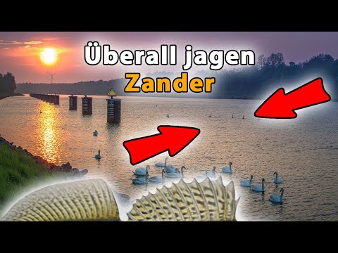 Zander fishing with rubber fish & wobblers on the canal (including top success tips)