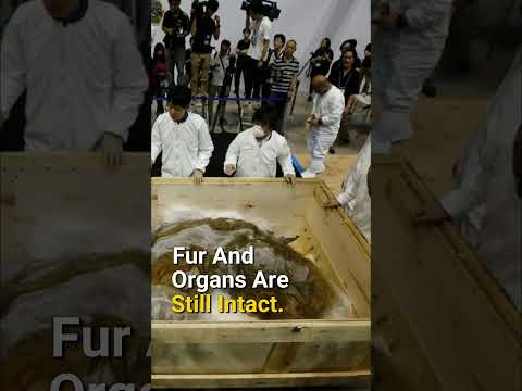 Well-preserved Ice Age animals 😱