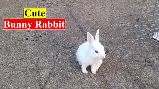 Cute Bunny Rabbit Birds and Animals Planet