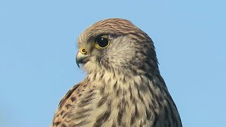 Kestrel at Hope Cove 20231008