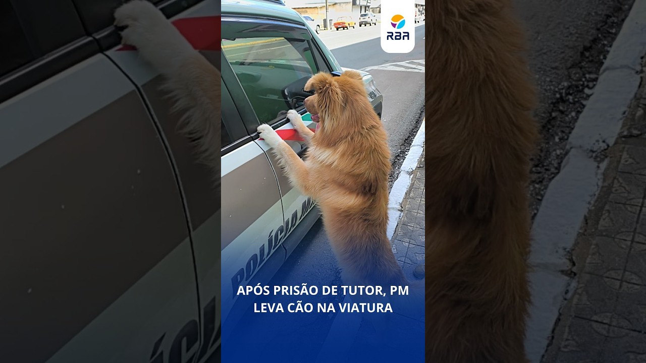 Após prisão do tutor, PM leva cão na viatura para animal não ficar na rua