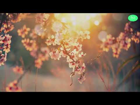 [GIRL INSTRUMENTAL] Plam koj tim vaj loog Tsua/ Mr FBI