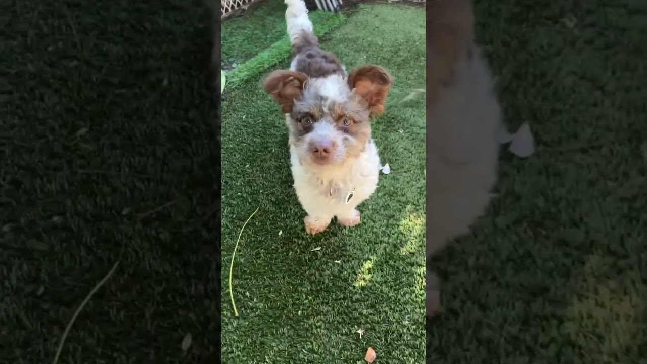 Juno, a ADOPTABLE mixed breed in Santa Monica, CA video 4/4