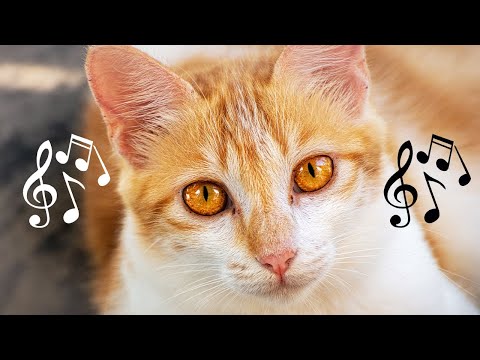 ♬ Peaceful Cat Lullaby Music 🐈 Cat Lullaby Piano 🐈 Sleep music
