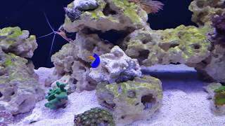 Download lagu My Fluval Roma 200. Converted to a reef tank. mp3 Download lagu My Fluval Roma 200. Converted to a reef tank. mp3
