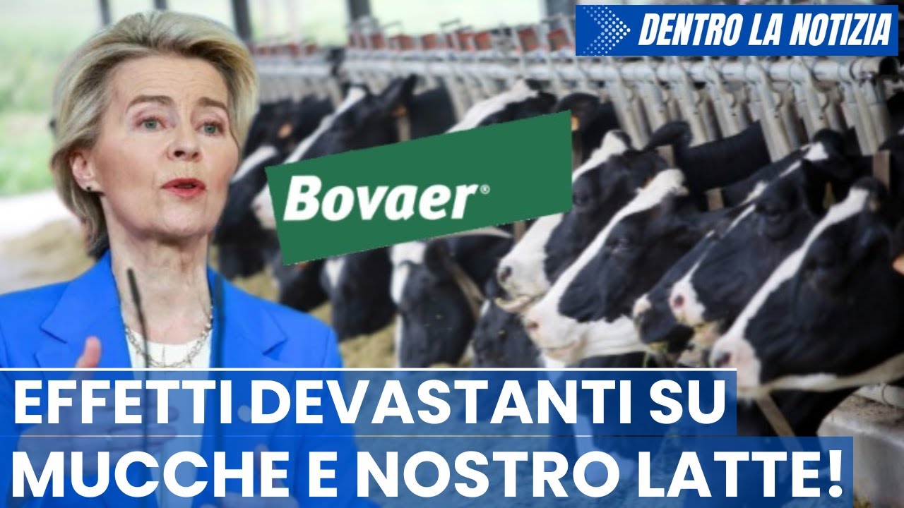 SCANDALO UE Da 1/10 allevatori danesi obbligati aggiungere Bovaer al mangime mucche lanciano allarme
