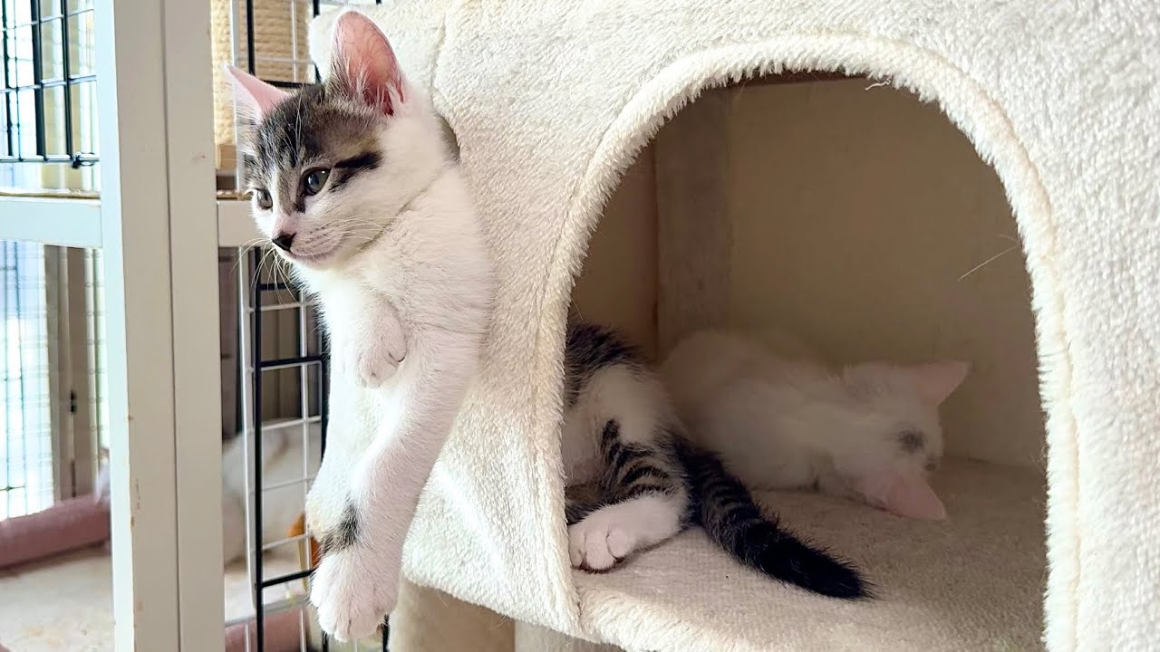 寝落ちの達人すぎる子猫【白玉ちゃん＆坊ちゃん日記】No Way, Right Here?! The Ultimate Kitten Nap Master
