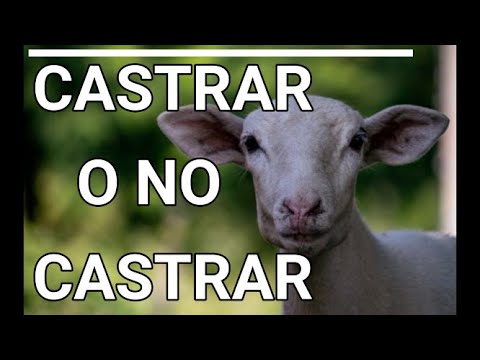 , title : 'CASTRAR O NO CASTRAR BORREGOS? , ES BENEFICO ? O NO?  OVINOS CASTRADOS PRODUCEN MAS O MEJOR ?'