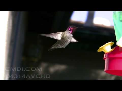 V04314 Annas Hummingbird Male, Bright Red, Realtime AVCHD