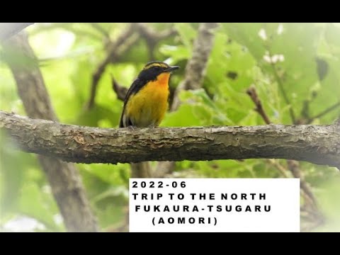 2022 - 06 Trip to the North, Fukaura - Tsugaru (Aomori)