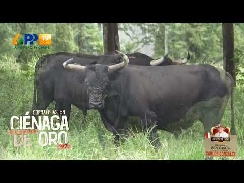 Ganadería San Carlos para Ciénaga de Oro 2026.
