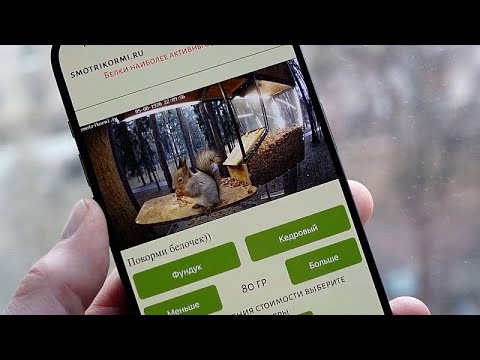 Video Thumbnail: KI-gesteuerte Futterspender für Moskaus Eichhörnchen