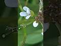 cardamine flexuosa nature garden flowers beautiful cute