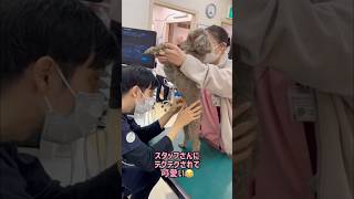 クシャミ⁉︎とっても可愛い！#動物病院 #トイプードル #犬のいる暮らし