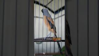 Download lagu Burung Cendet Pilis Isian Gereja Tarung Pasca Mabung #cendet #cendetgacor #burung mp3