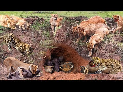 Lion Combines With Leopard Down To Warthog's Cave To Hunt - The Harsh Life Of Wild Animals 2023